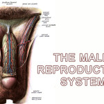 Men’s Sexual Organs – Male Reproductive System